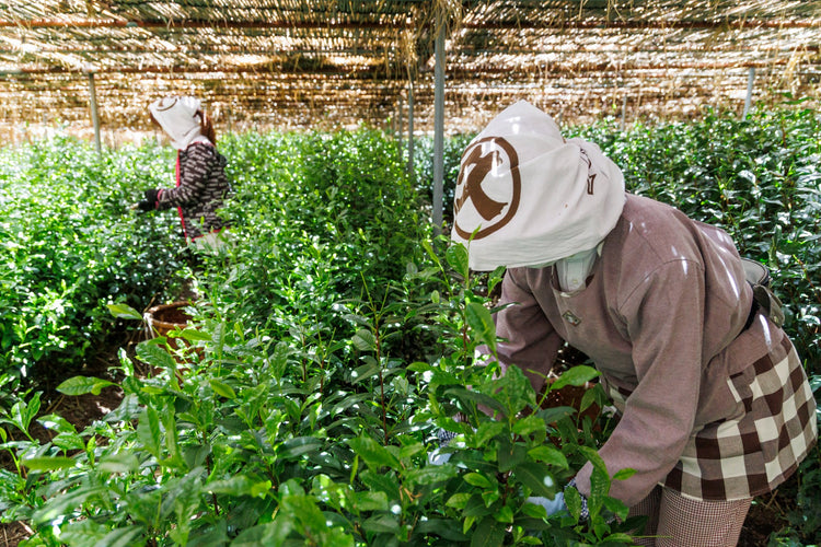 Eredeti japán matcha teák